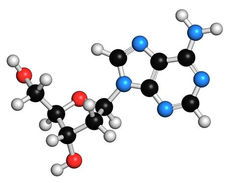 Deoxyadenosine Nucleoside Molecule Photograph By Molekuul Pixels