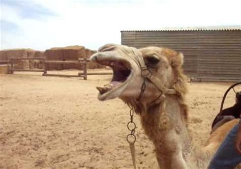 Left In Scorching Heat For Entire Day Camel Severs Owners Head In