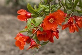 Pomegranate Flower » Much More Than a Pretty Bloom