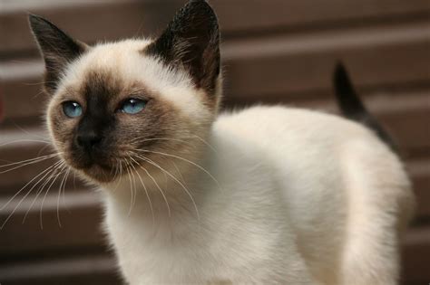 Of course there are many siamese cat characteristics common to all, and until the 1980s, when attempts were made to classify the different types of siamese cats, there was really no distinction made in 'type' despite there being a number of different body shapes. A seal point 'Siaman' girl ready now | Stowmarket, Suffolk ...