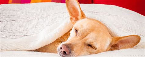 3 Professional Hacks To Care For A Sick Dog At Home