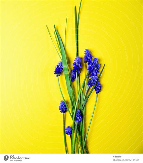 Yellow Background With Blue Flowers A Royalty Free Stock Photo From
