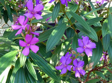 Purple Glory Tree Blooming In Our Sanibel Beachside Botanical Gardens