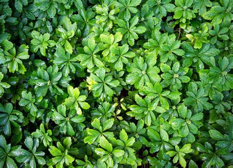 Pachysandra 14 Of The Best Plants For Your Drought Tolerant Garden