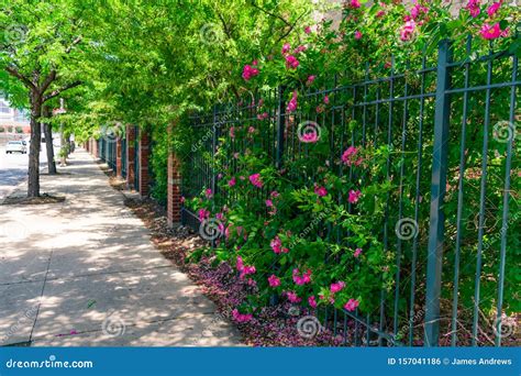 Beautiful Sidewalk Scene With A Fence And Flowers In The South Loop Of