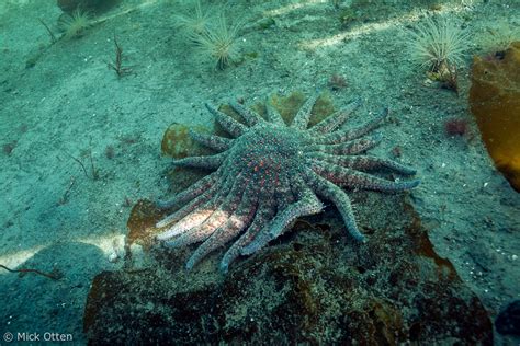 Micks Marine Biology Sunflower Star An Amalgam Of Superlatives Part 2