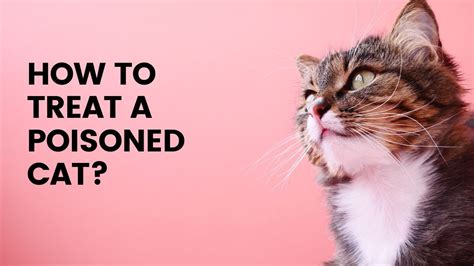 How To Treat A Poisoned Cat How To Treat A Poisoned Cat At Home