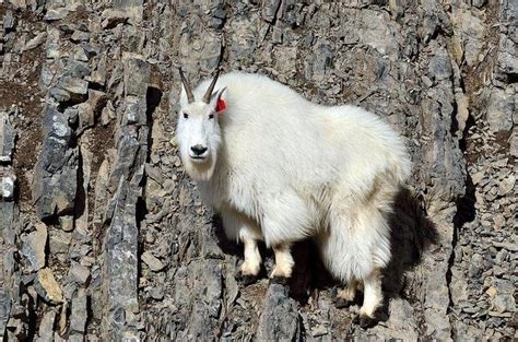 The Secrets Behind Mountain Goats Gravity Defying Climbing Skills