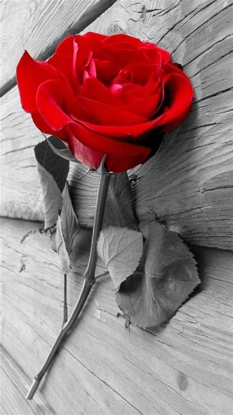 Elegant Rose Flower Wooden Iphone 8 Wallpapers Free Download