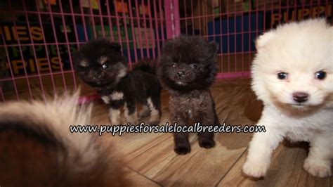 Puppies For Sale Local Breeders Little Pomeranian Puppies For Sale