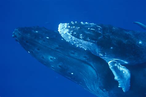 Humpback Whale Breeding