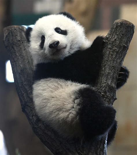 Giant Panda Cub Fu Bao Sits On A Tree Stump In Its Enclosure At The Zoo