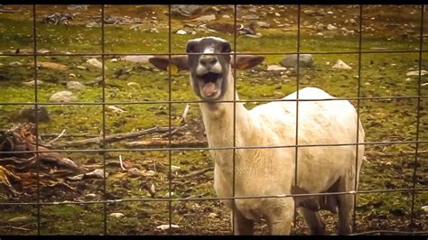 Goat Scream Soundeffects Wiki Fandom