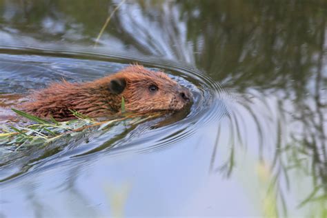 Beaver Philpete Flickr