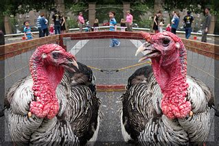 Reflecting On Turkey Anatomy I Was Impressed At H Flickr