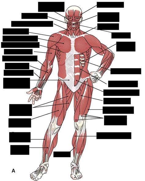Aandp Ch8 Anterior Muscle Diagram Diagram Quizlet