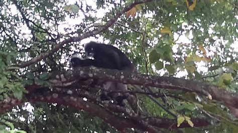 Monkey Have A Sex On The Tree Youtube