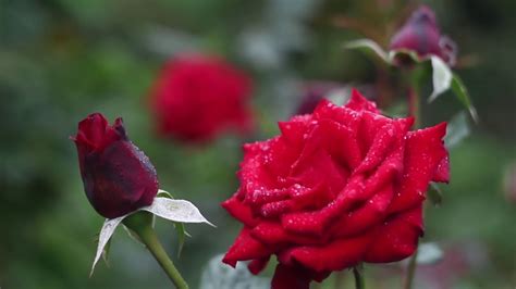10 Easy Tips For Growing Healthy Roses Youtube