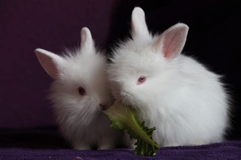 polish   beautiful rabbit breeds