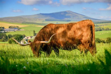 Where To See Highland Cows In Scotland Celtic Canada