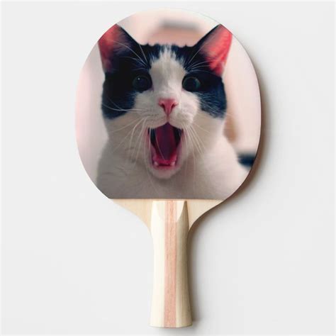 Cat Meme Cat Funny Funny Cat Memes Memes Cat Ping Pong Paddle