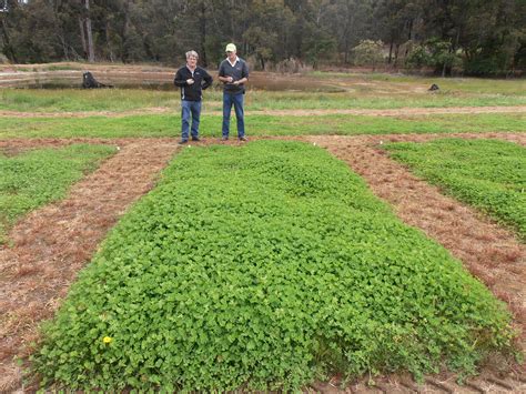 Clover, bootloader, opencore, bios, custom, hackintosh, mac, osx, personalize, bootsoftware. New subterranean clover varieties | Agriculture and Food