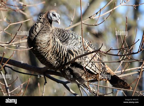 Wild Turkey In Tree Stock Photo Alamy