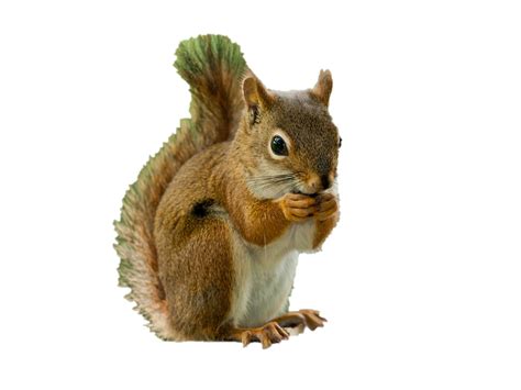 Squirrel Png Images Transparent Background Png Play