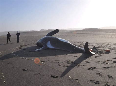 Killer Whale Beached North Of Fort Bragg
