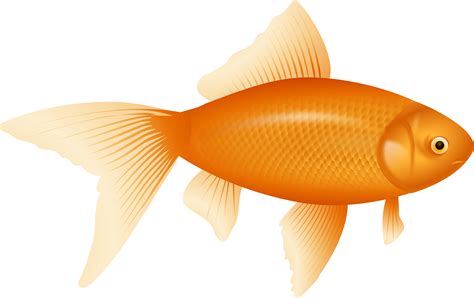 Goldfish Png