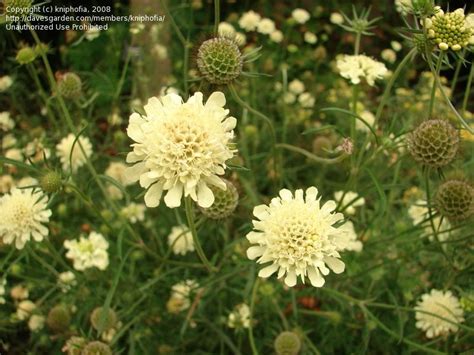 Yellow Scabiosa Scabiosa Ochroleuca Plants Flower Garden Garden Plants