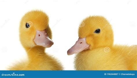 Two Cute Fluffy Ducklings On White Farm Animals Stock Image Image Of