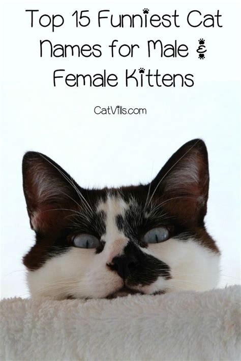 Top 15 Funniest Cat Names For Male And Female Kittens Funny Cat Names