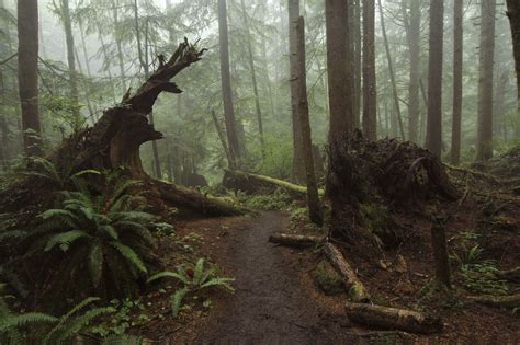 The Most Beautiful Forests of Oregon | That Oregon Life