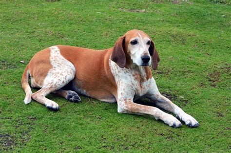 26 Most Popular Hound Dog Breeds With Pictures Pet Keen