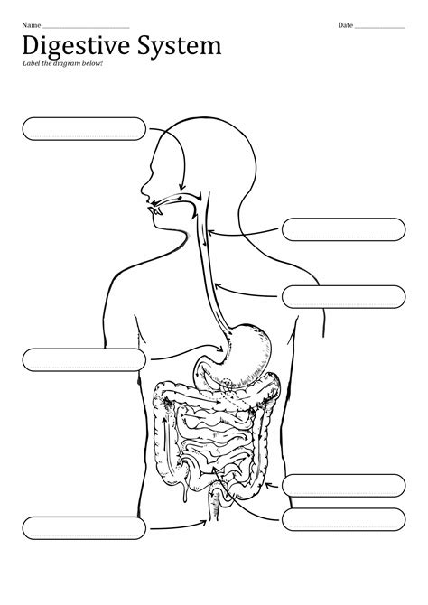 Digestive System Printable Worksheet