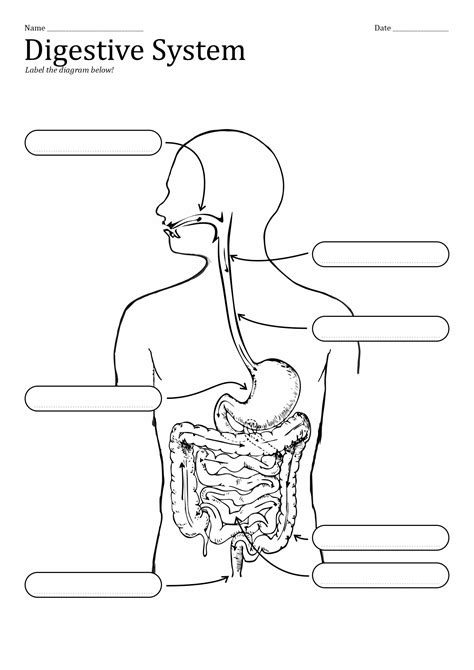 Digestive Tract Diagram Letters And Numbers Worksheet