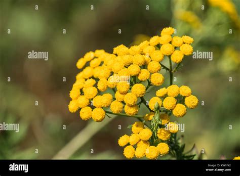Medicinal Herbs Yellow Inflorescences Of Tansy Flowers Tanacetum