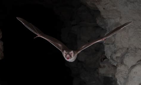 How The Vampire Bat Came To Feed On Blood And What We Can Learn From