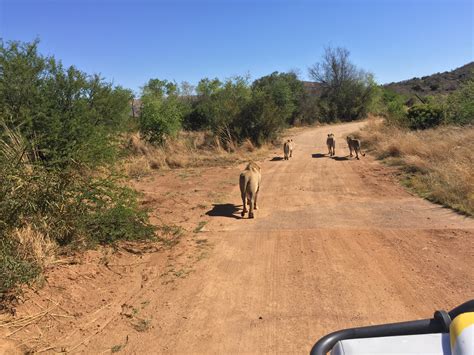Pilanesberg Game Reserve South Africa Newcaster