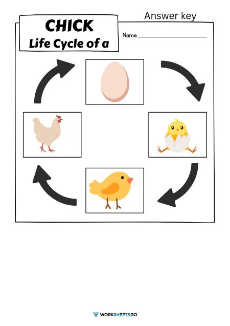 Chick Life Cycle Worksheets Worksheets Go