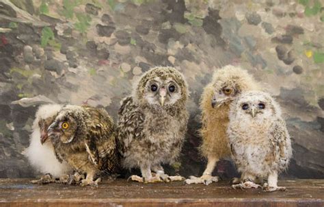 Adorable Baby Owls Make Their First Public Appearance Nature News