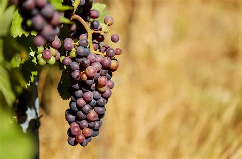 Free Images Branch Blur Grape Vine Vineyard Field Fruit Flower