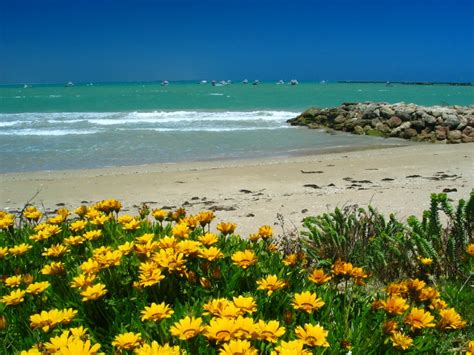 Flowers On The Beach Free Photo Download Freeimages