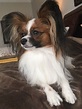 A Breed Apart Papillons | Contact