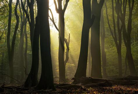Interesting Photo Of The Day Sunlight Through Forest