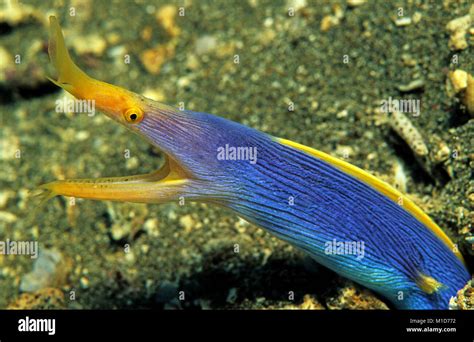Blue And Yellow Ribbon Eel Rhinomuraena Quaesita Also Known As Ghost