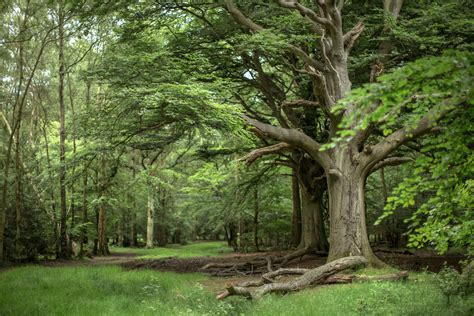 Wanderthewoodancient Tree In Ashridge Forest Hertfordshire England