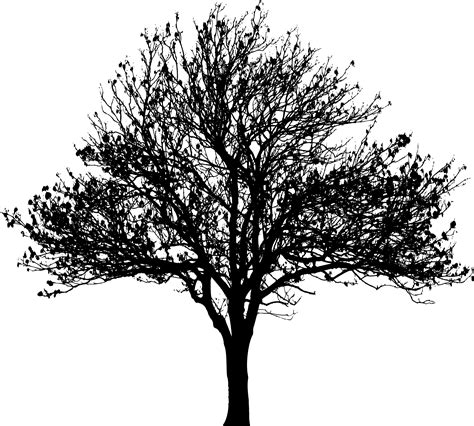 Tree Silhouette Illustration Tree Silhouette Png Clip Art Image Png Images And Photos Finder