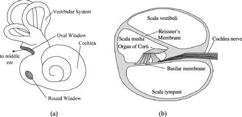 Diagram Of The Mammalian Inner Ear A And A Cross Section Of The